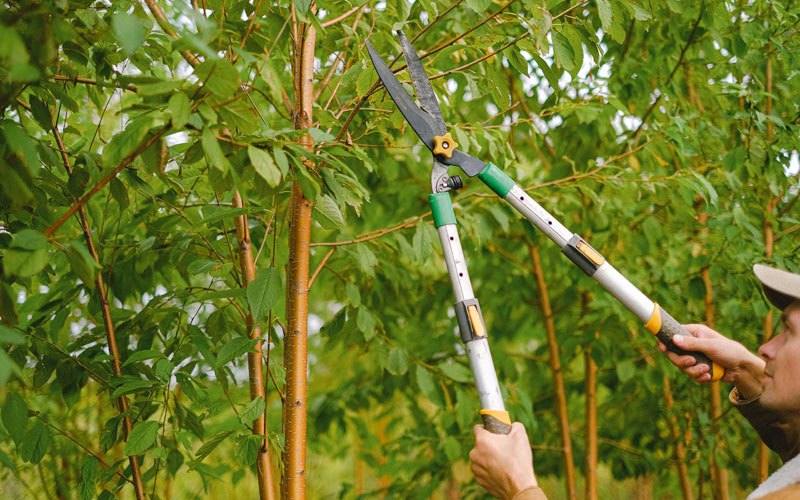 Tree trimming in Washington, WV